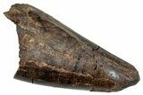Juvenile Tyrannosaur Premax Partial Tooth - Judith River Fm #276354-1